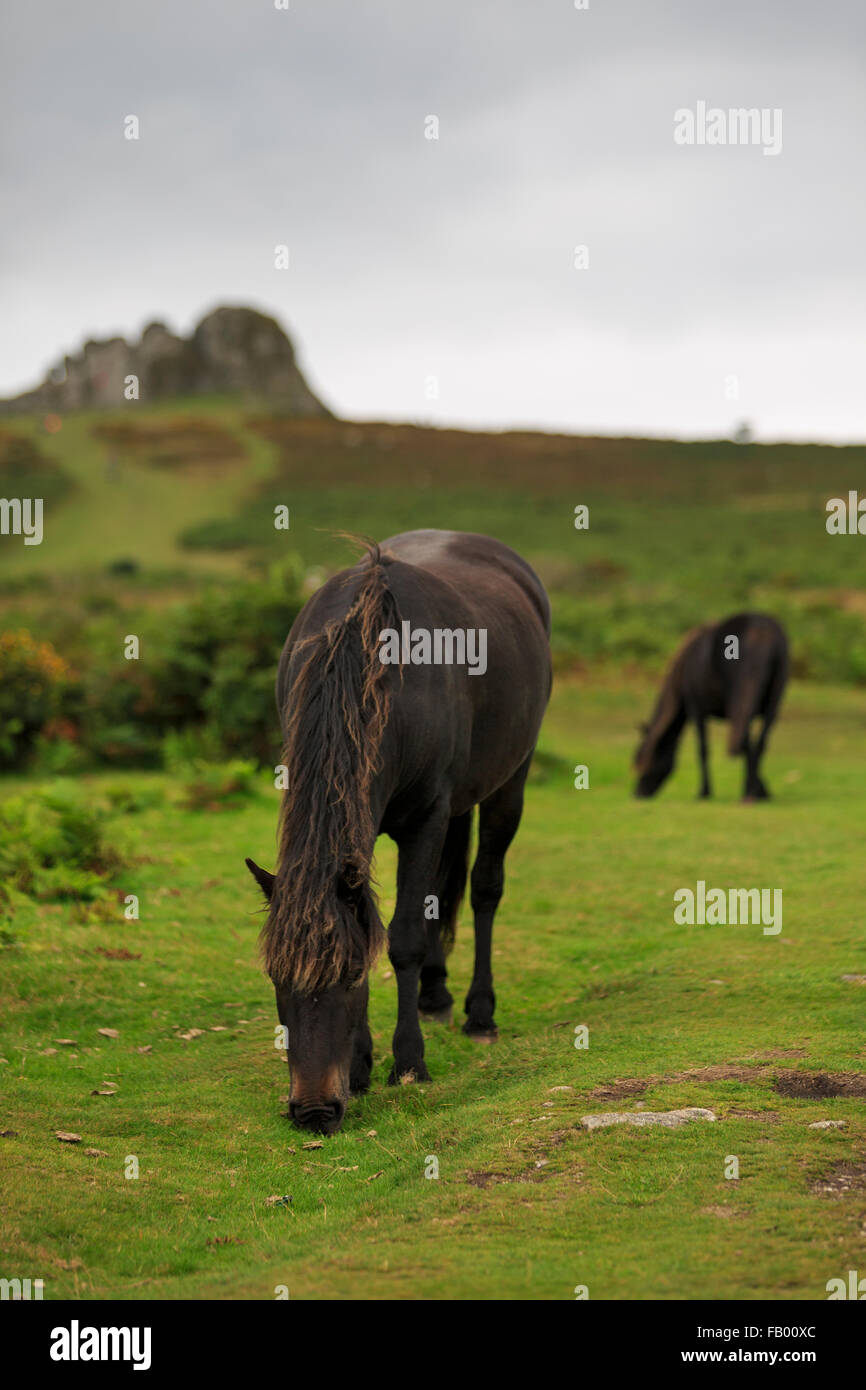 Wilden Dartmoor Ponys grasen unter Haytor, eines der beliebtesten der exponierten Granit Toren auf Dartmoor, Devon Stockfoto