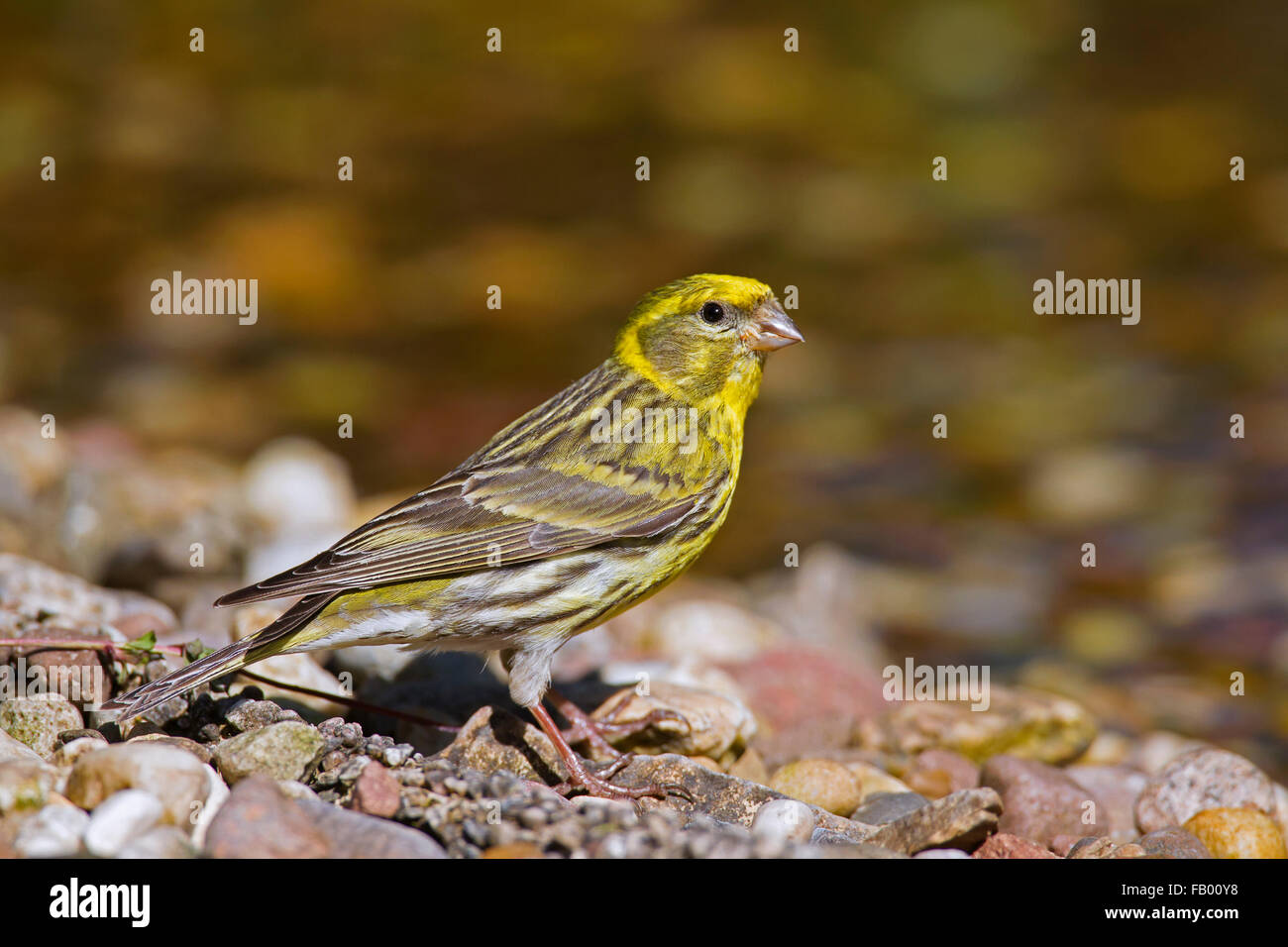 Girlitz (Serinus Serinus) Porträt des Mannes am Flussufer Stockfoto