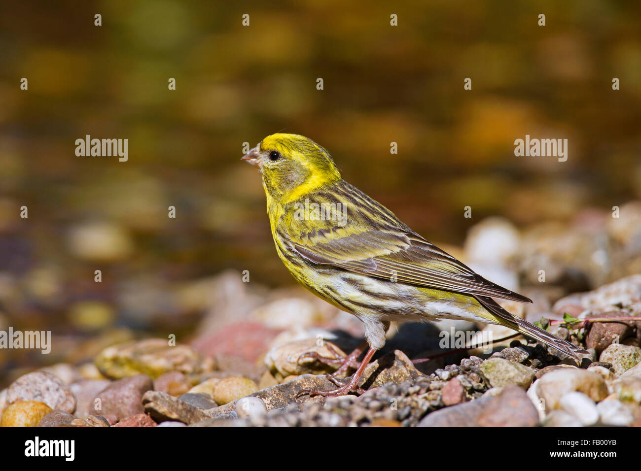 Girlitz (Serinus Serinus) Porträt des Mannes am Flussufer Stockfoto