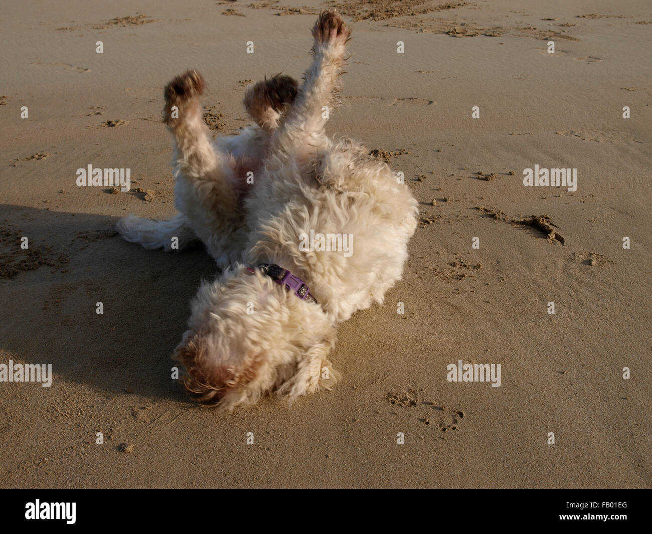 Kleiner weißer Hund Rollen in den Sand auf den Strand, Padstow, Cornwall, UK Stockfoto