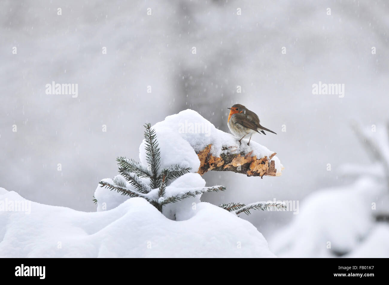 Rotkehlchen stehend auf dem Schnee bedeckt branch Stockfoto
