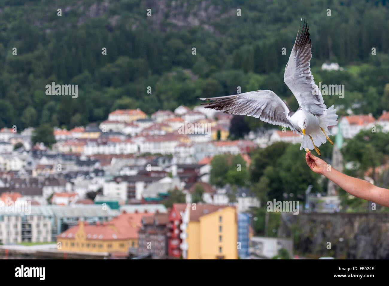 Möwen fliegen in Bergen, Norwegen-Landschaft im Hintergrund Stockfoto