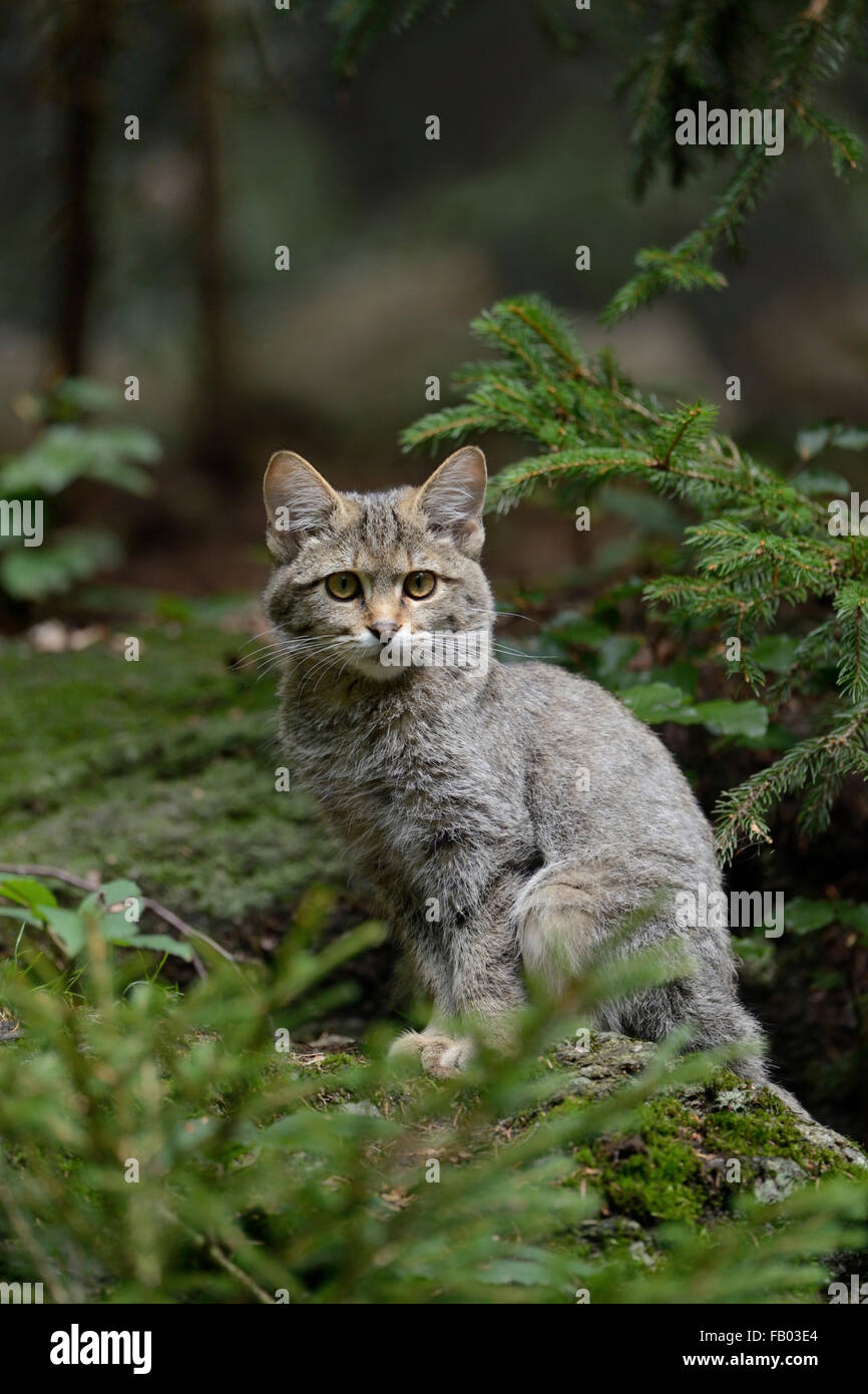 Europäische Wildkatze / Europäische Wildkatze (Felis Silvestris Silvestris) sitzt auf einem Felsen in einem Nadelwald. Stockfoto