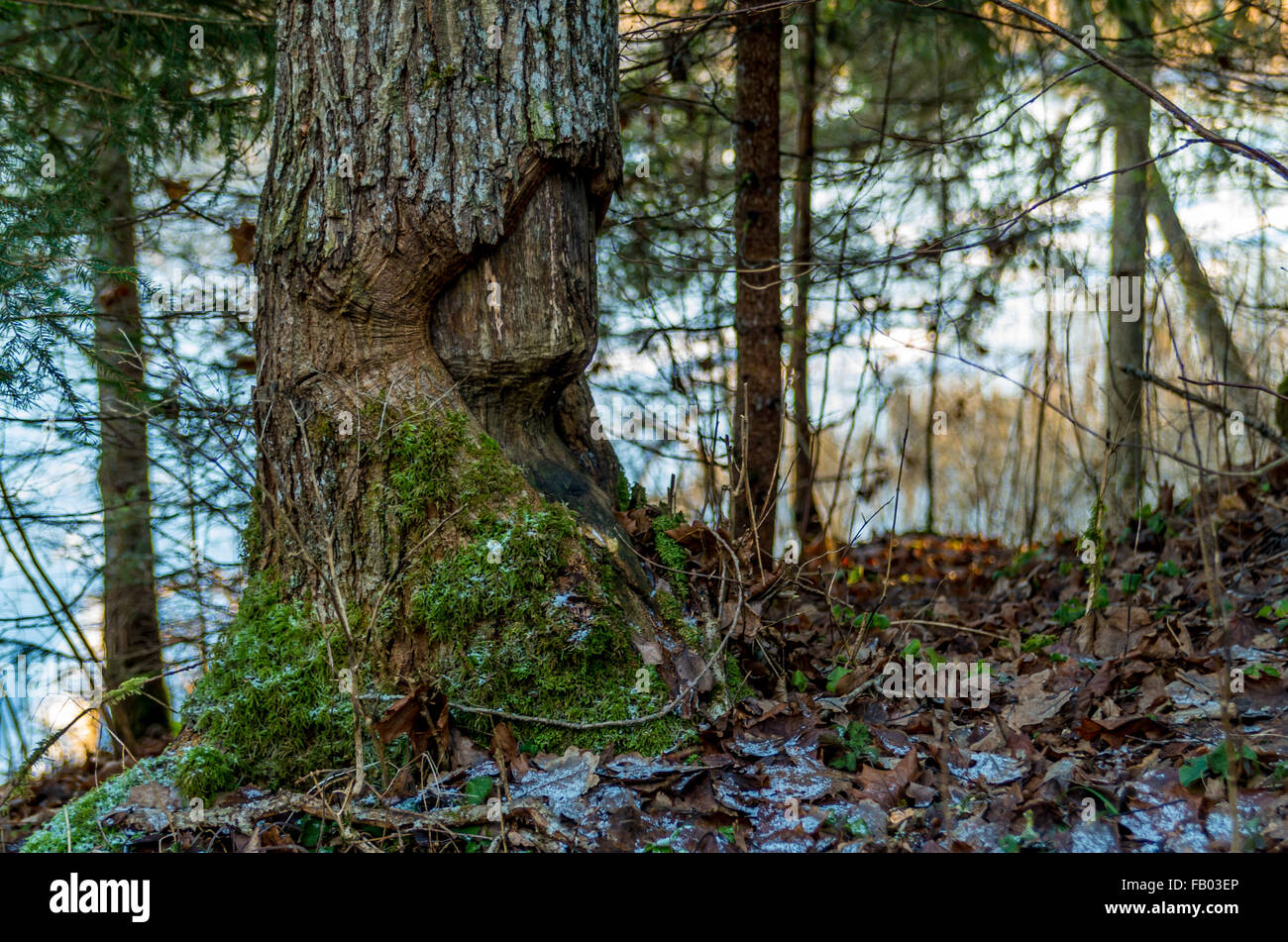 wiederhergestellte Espenbaum beschädigt von beaver Stockfoto