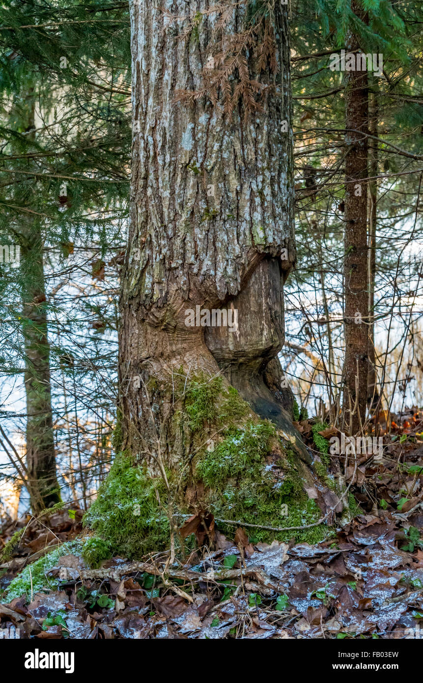 wiederhergestellte Espenbaum beschädigt von beaver Stockfoto