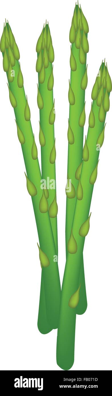Gemüse, Vektor-Illustration von leckeren frischen grünen Spargel oder Spargel Officinalis, Isolated on White Background. Stock Vektor