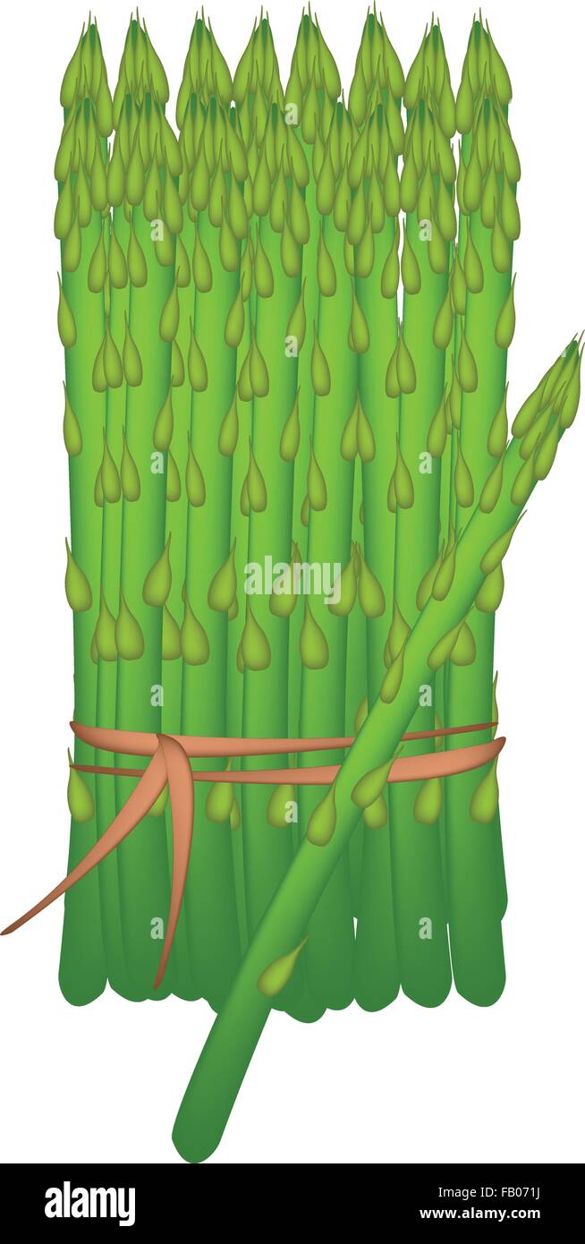 Gemüse, Vector Illustration Reihe von leckeren frischen grünen Spargel oder Spargel Officinalis, Isolated on White Background. Stock Vektor