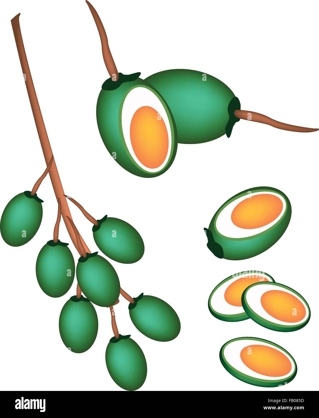 Gemüse und Kräuter, ein ganzes Illustration und Hälfte der frische grüne Betel Handfläche-Nuß oder Areca-Nuss, Isolated on White Background. Stock Vektor