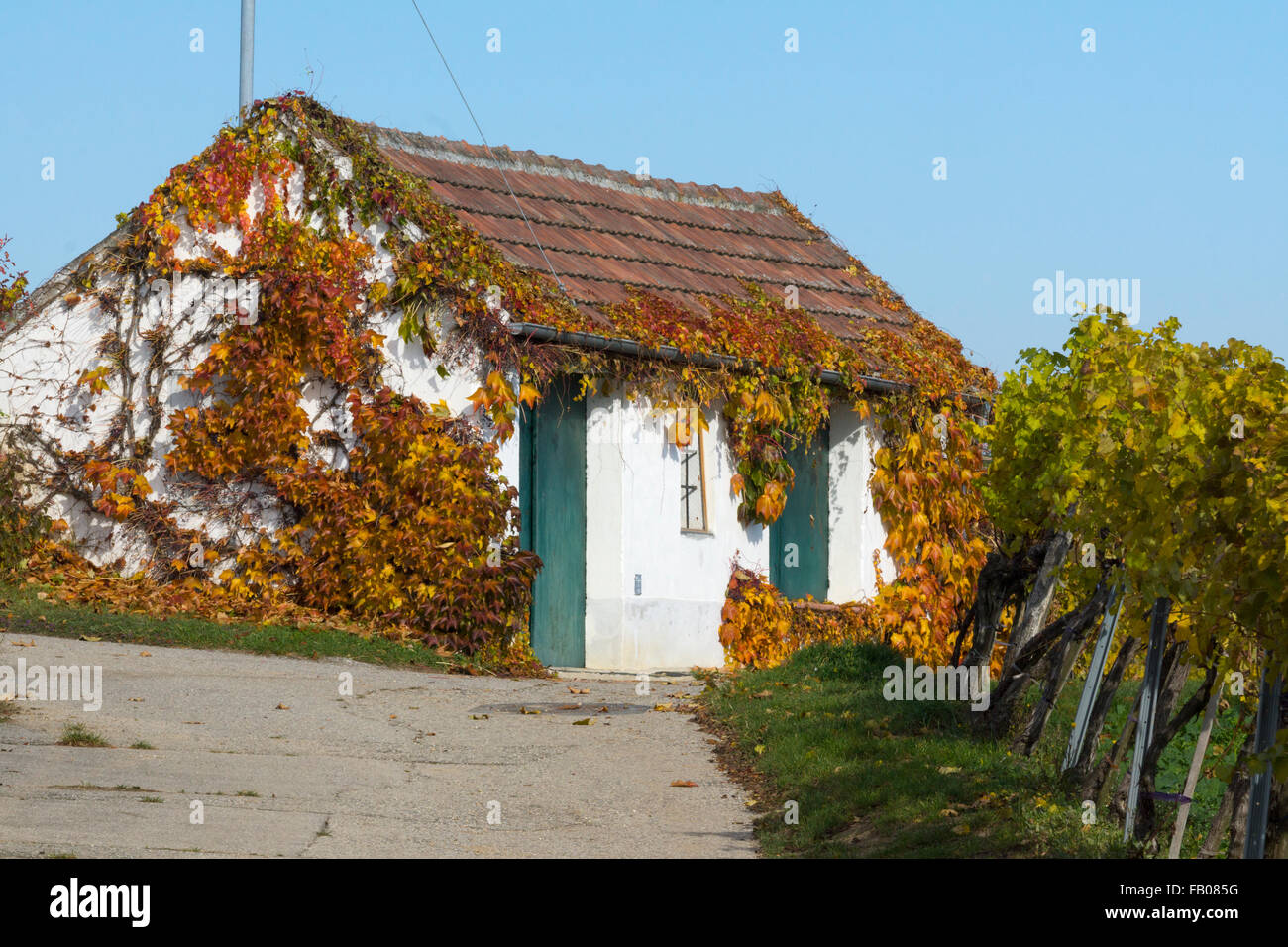 Ein Weißweinkeller, der im Herbst in Mittelberg, Niederösterreich, Österreich, auf der Kellergasse mit bunten Weinreben bewachsen ist Stockfoto