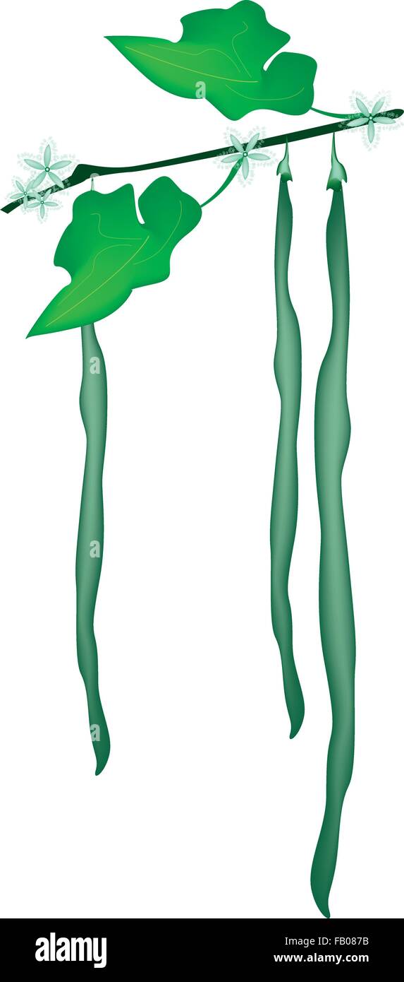 Gemüse, eine Abbildung von frischen grünen Schlange Kürbis oder Trichosanthes Cucumerina mit grünen Blätter und blühen hängen ein Vin Stock Vektor