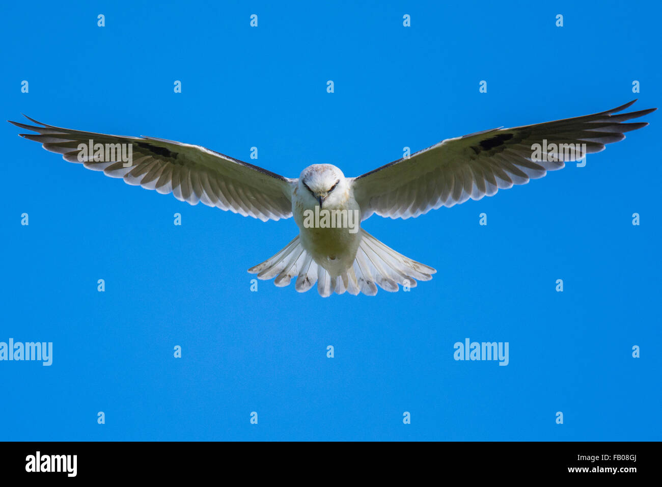 Gleitaar (Elanus Axillaris) schwebt im Flug. Australian Birds Of Prey, tagaktive Greifvögel. Stockfoto