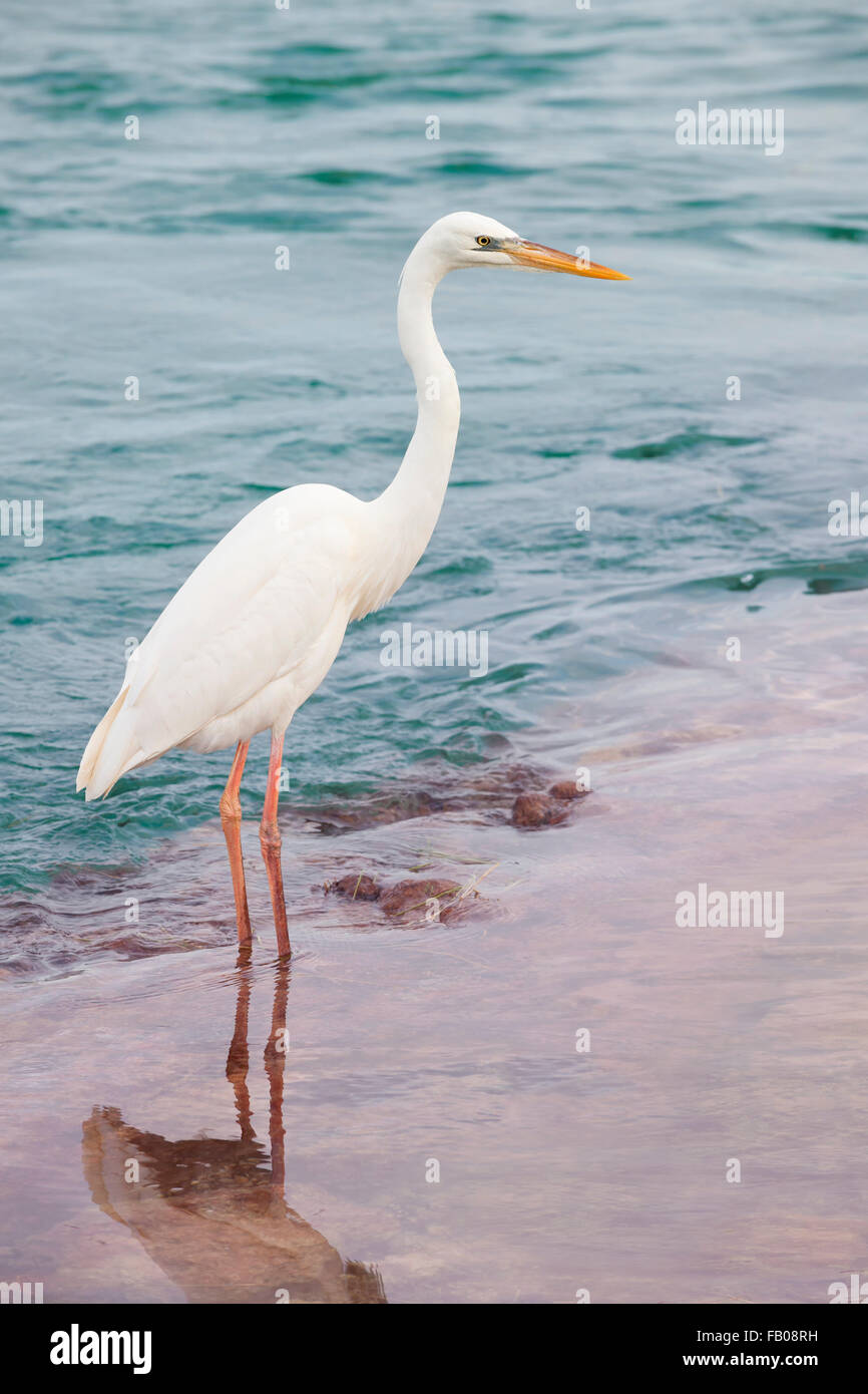 Großer weißer Reiher Vogel stehen in Küstennähe in blau und rosa Ozean in Florida Keys. Stockfoto