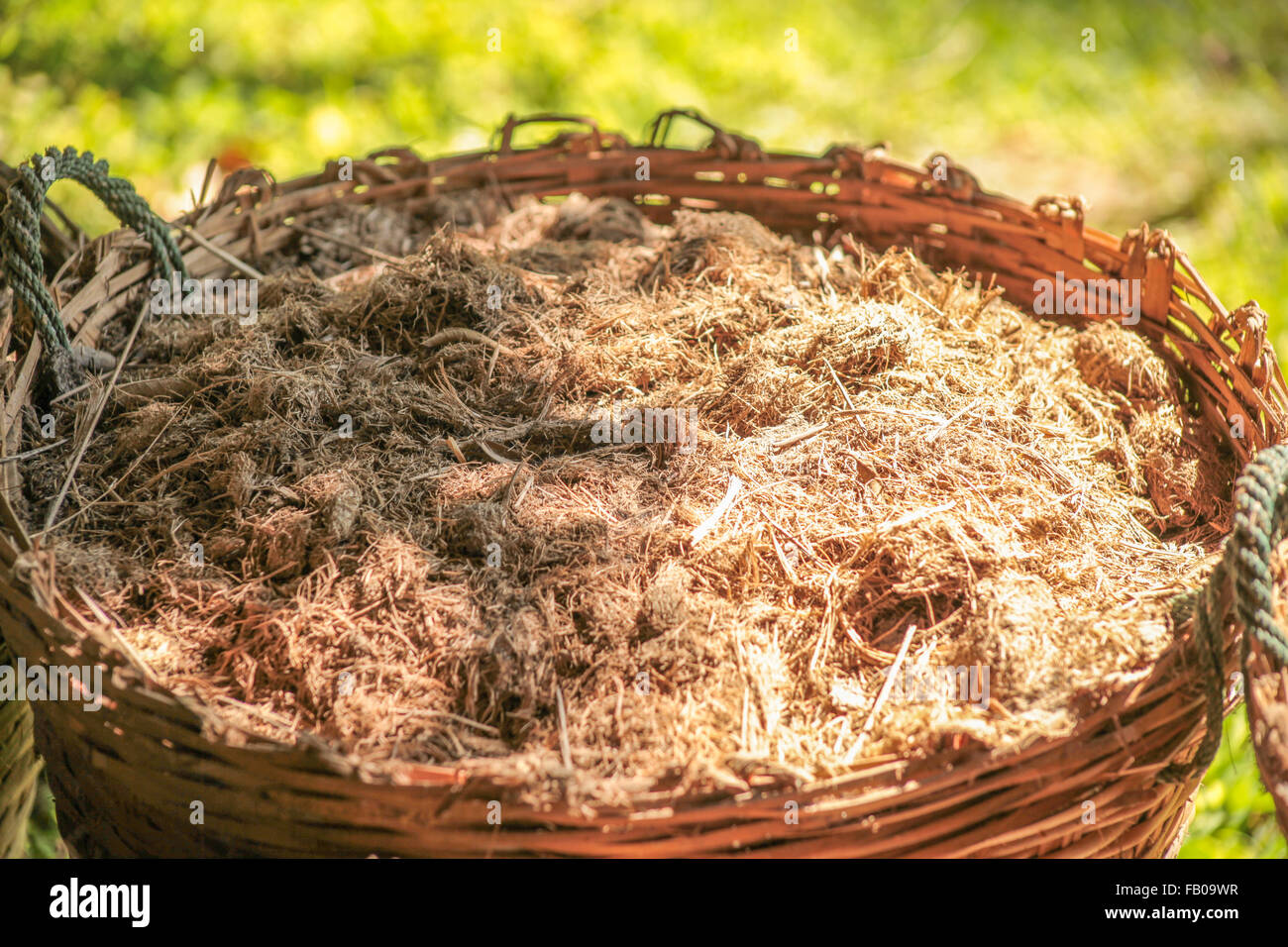 5. Januar 2015, Chiang Mai, Thailand. Naturfaser für handgemachte Papier aus Elephant poo Stockfoto