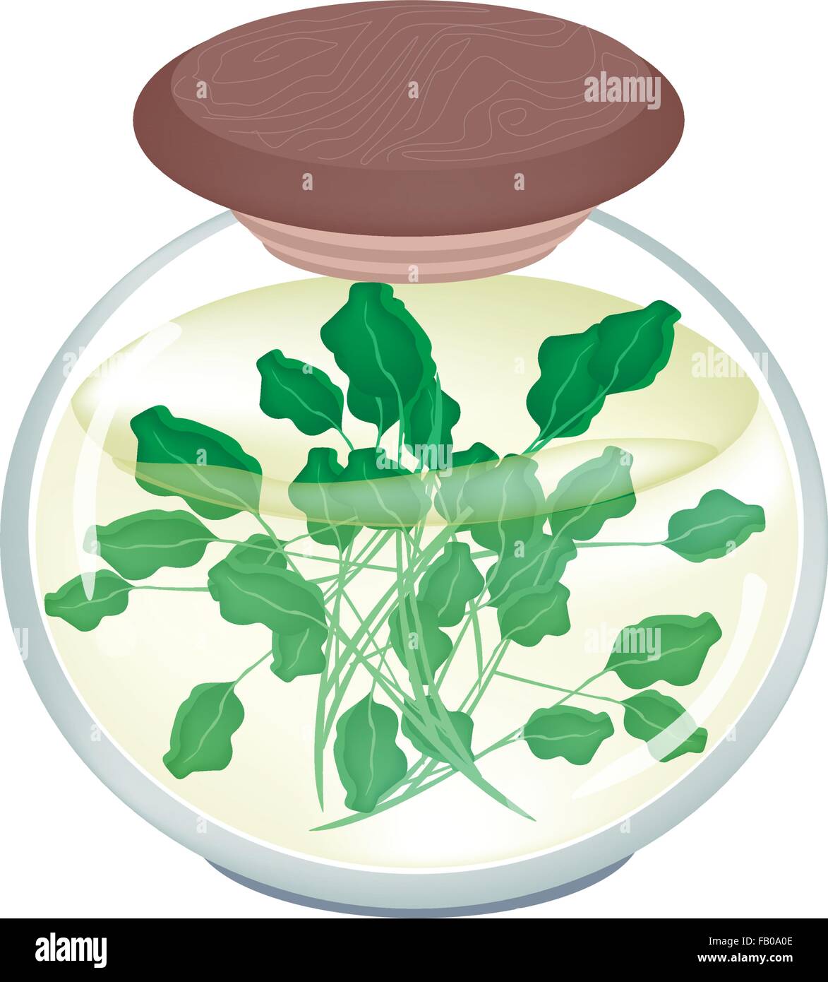 Gemüse- und Kräutergarten, eine Illustration des eingelegten Brunnenkresse oder Kapuzinerkresse Officinale in Salzlake, Essig und Salz in einem Glas Jar ich Stock Vektor