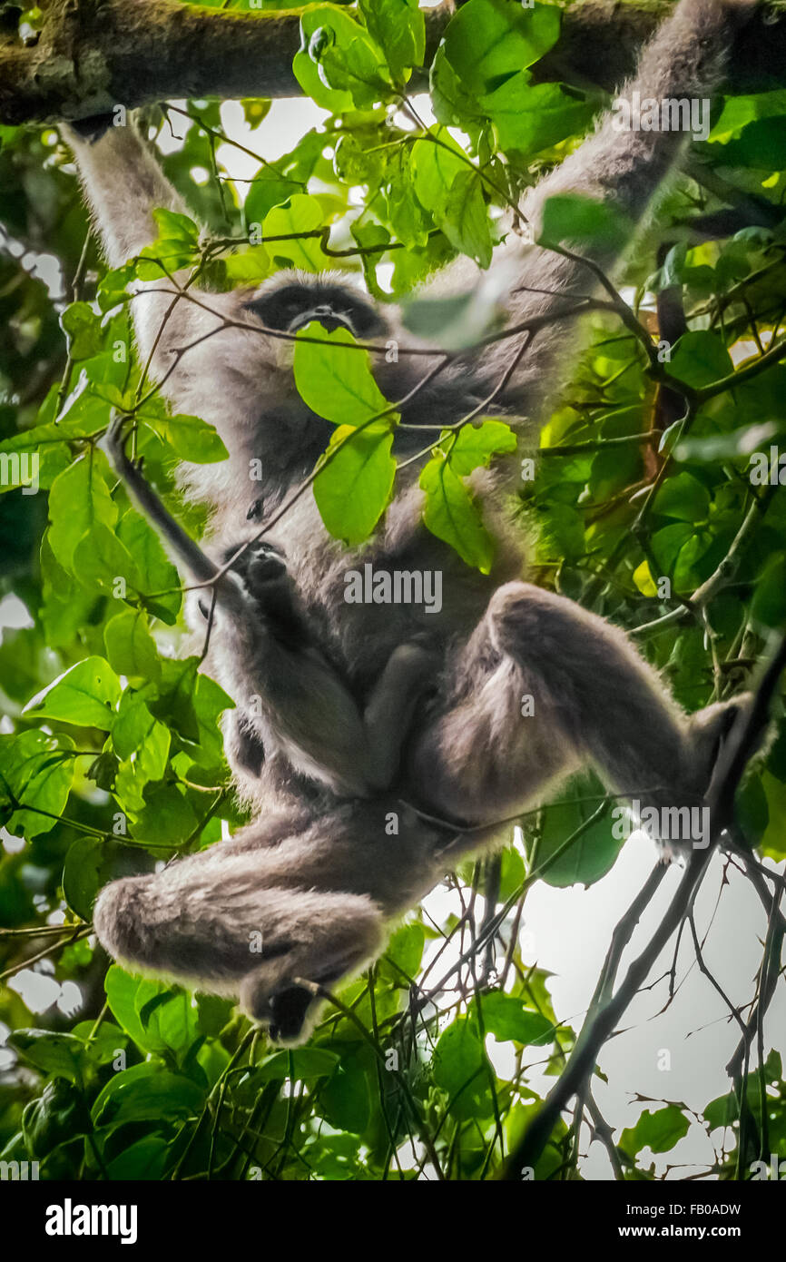 Eine weibliche Einzelperson des Javanischen Gibbons (Hylobates moloch, silbrig Gibbon), die ein Kleinkind trägt, während sie im Gunung Halimun Salak National Park auf Nahrungssuche ist. Stockfoto