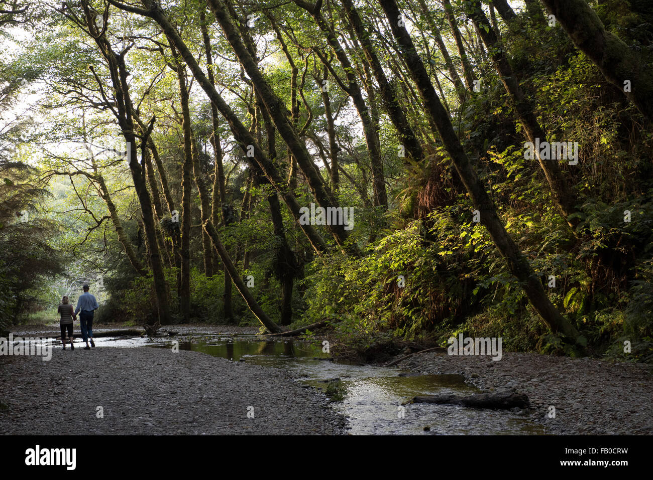 Ein älteres paar Wanderungen aus Farn Schlucht, ein Canyon im Prairie Creek Redwoods State Park in Humboldt County, Kalifornien, USA. Stockfoto