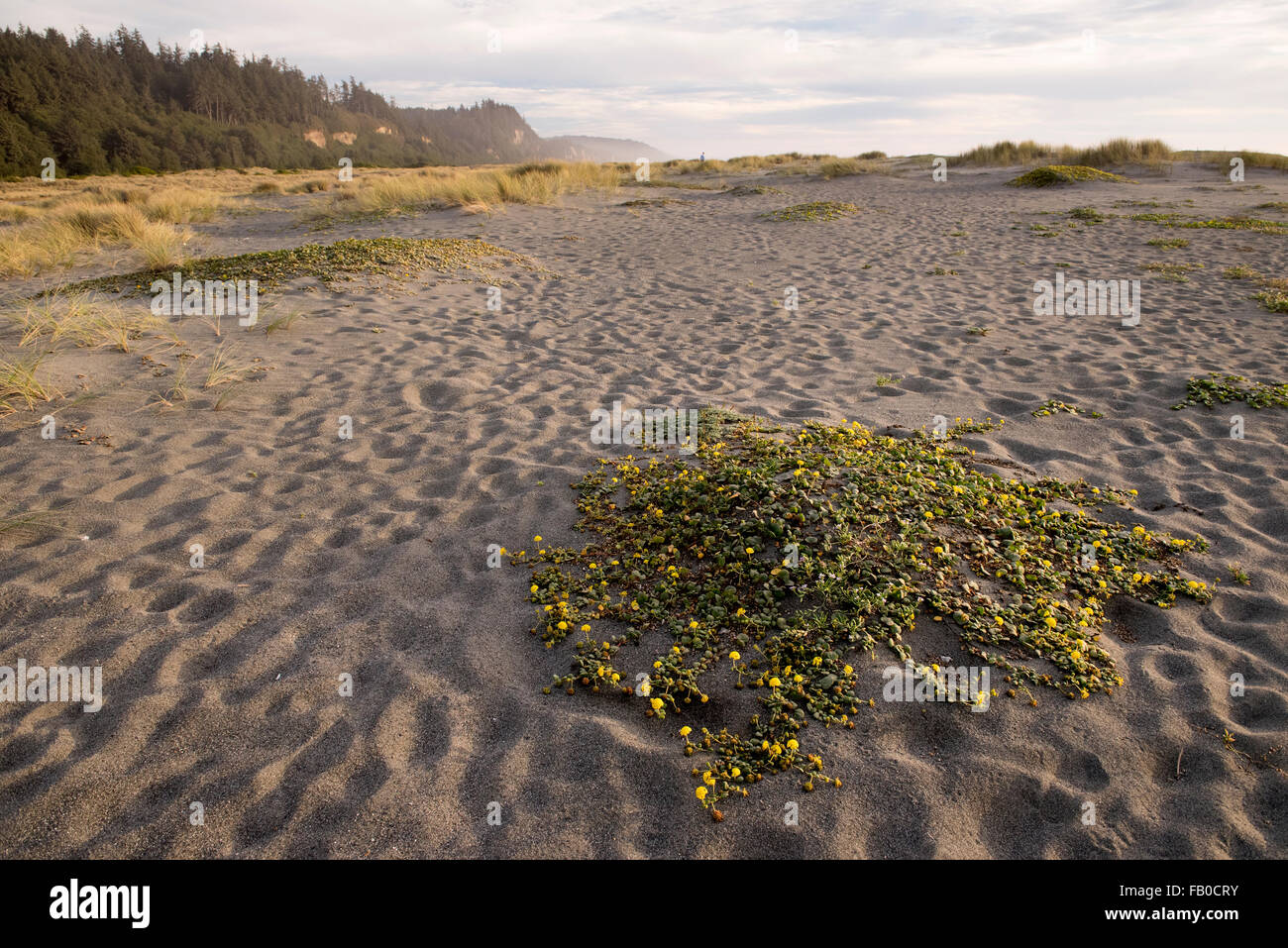 Vegetation auf Gold Bluffs Beach im Prairie Creek Redwoods State Park in Humboldt County, Kalifornien, USA Stockfoto