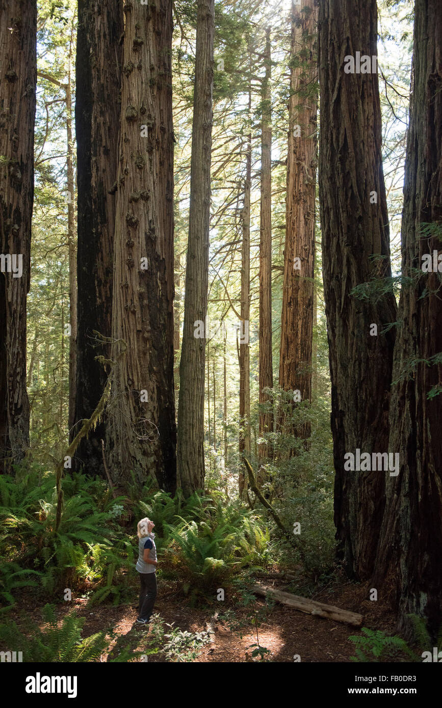Eine Frau ist wie sie an einem Stand der Redwoods auf der Lady Bird Johnson Grove im Redwood National Park aussieht in den Schatten gestellt. Stockfoto