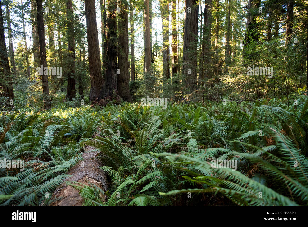Einen umgestürzten Baumstamm in einem Hain der Farne in der Lady Bird Johnson Grove im Redwood National Park in Nord-Kalifornien, USA. Stockfoto