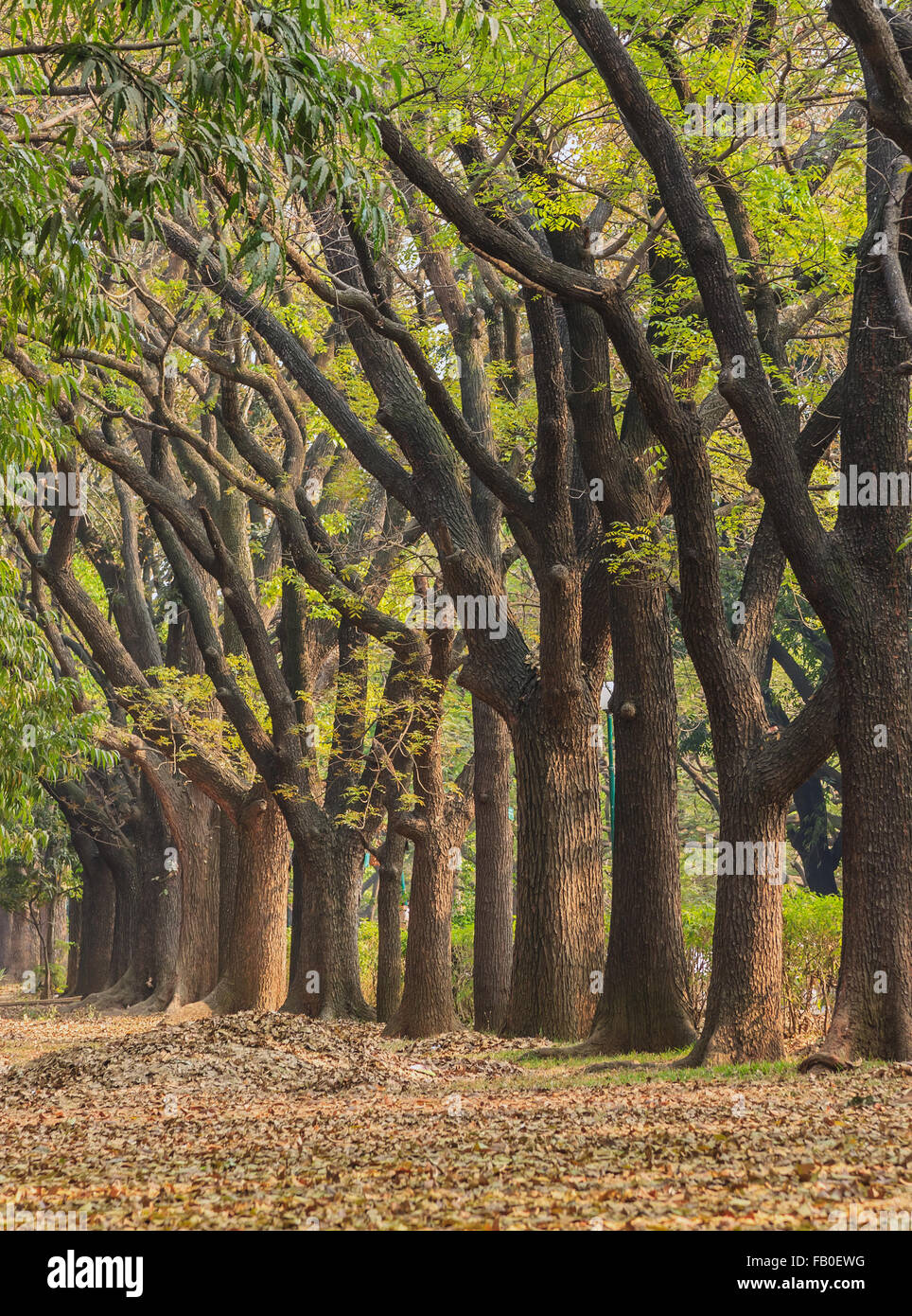Baumgarten im Cubbon Park in Bangalore, Indien Stockfoto