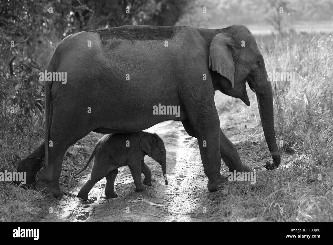 Elefant Kalb mit Mutter Stockfoto