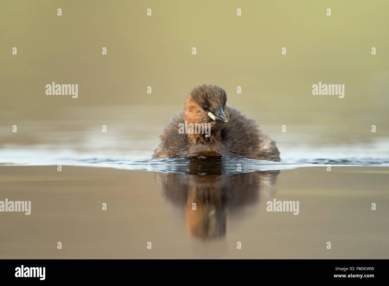 Neugieriger kleiner Grebe / Zwergtaucher ( Tachybaptus ruficollis ) kommt nahe, schwimmt eilig, Wildtiere, Europa. Stockfoto