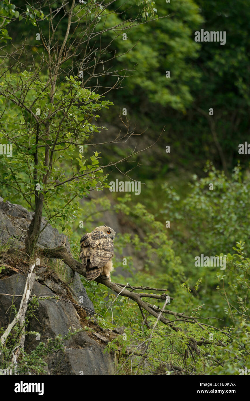 Nördlichen Uhu / Europaeischer Uhu (Bubo Bubo) thront auf einem Baum in einem alten Steinbruch struppig, Blick hinunter ins Tal. Stockfoto