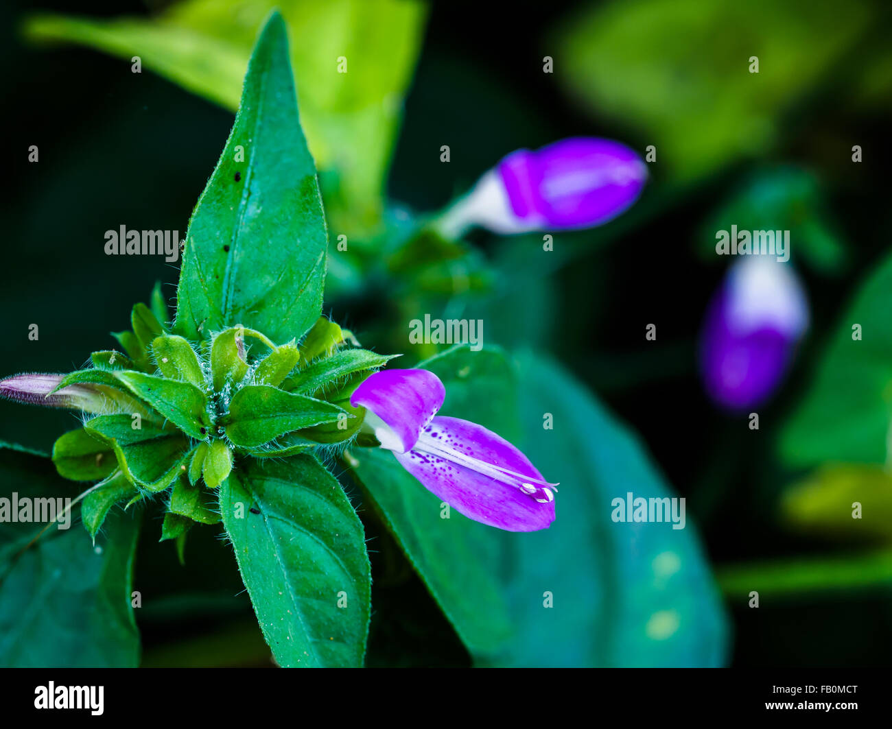Nahaufnahme von wilden Blumen lila Stockfoto