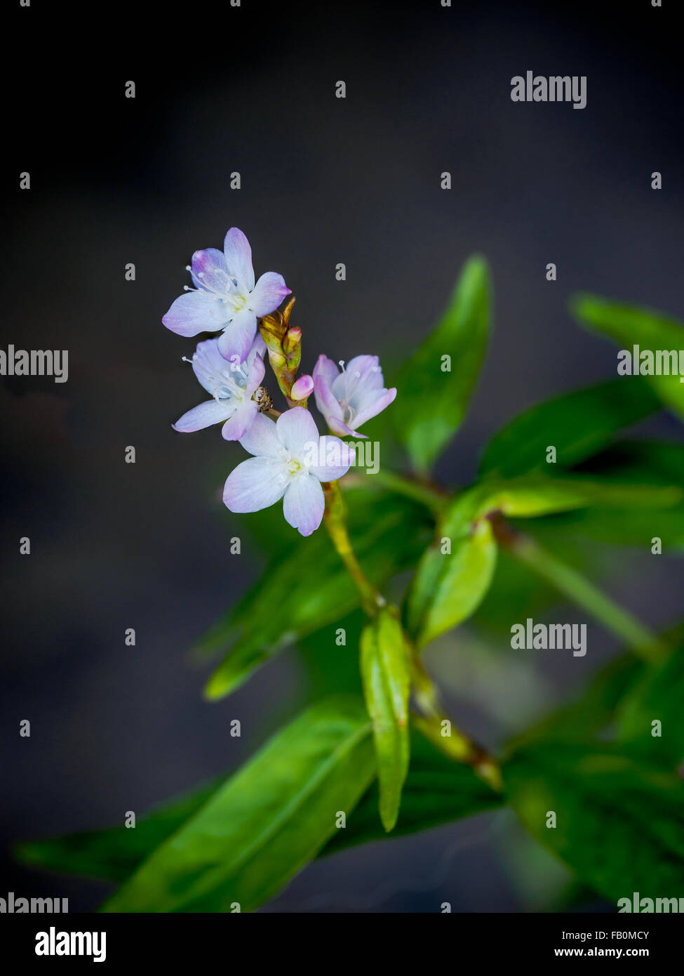 Nahaufnahme von haarige Basilikum Blume Kraut für Aromatherapie Stockfoto