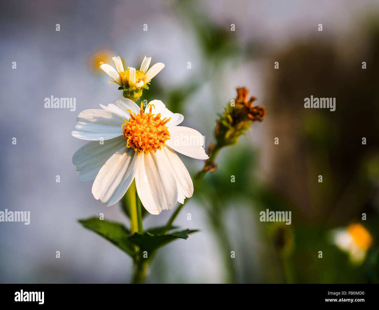 Natürliche weiße Blume im Feld Stockfoto