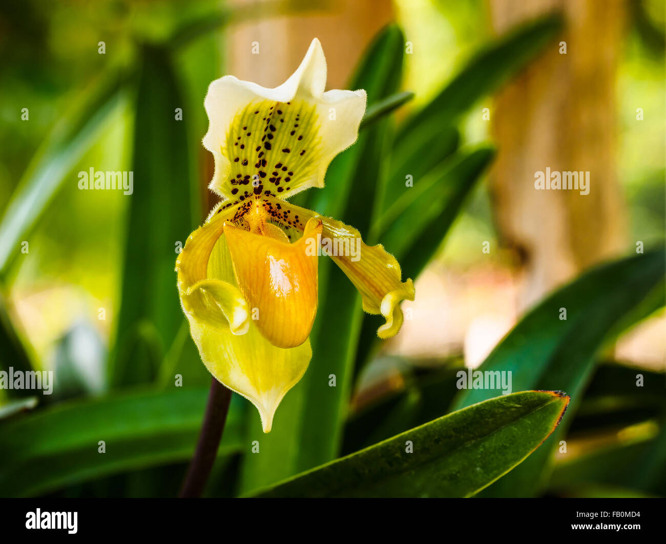 Nahaufnahme von einer schönen gelben Lady Slipper Orchidee Stockfoto