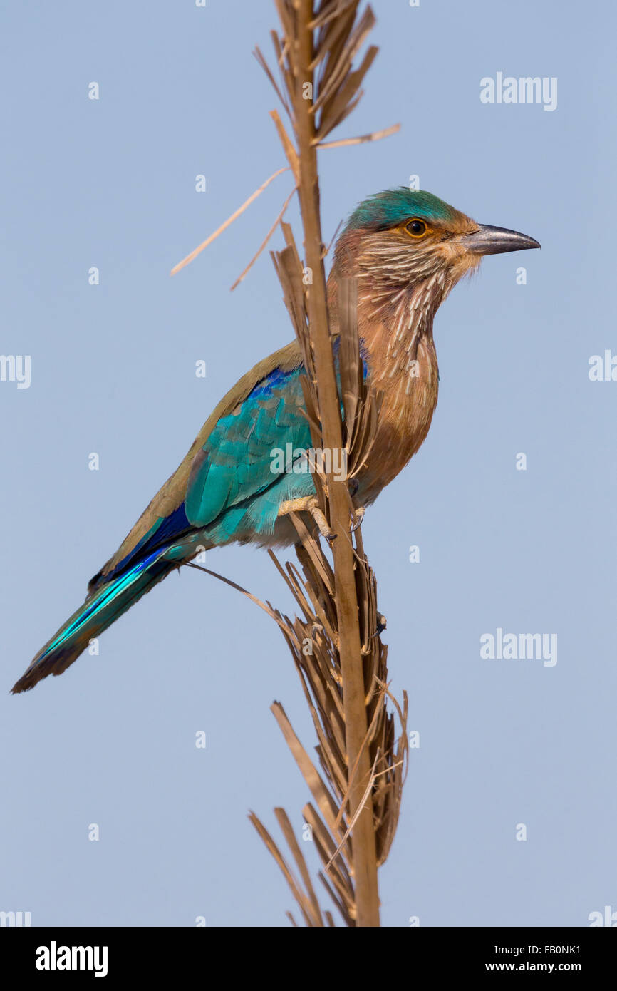 Indian Roller (Coracias Feige), stehend auf einem Pfosten, Qurayyat, Gouvernement Maskat Stockfoto