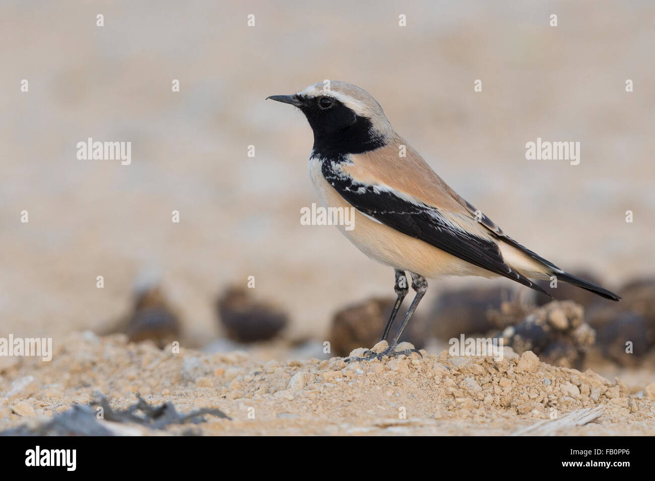 Wüste-Steinschmätzer (Oenanthe Bodendegradierung) stehen auf dem Boden, Qurayyat, Gouvernement Maskat Stockfoto
