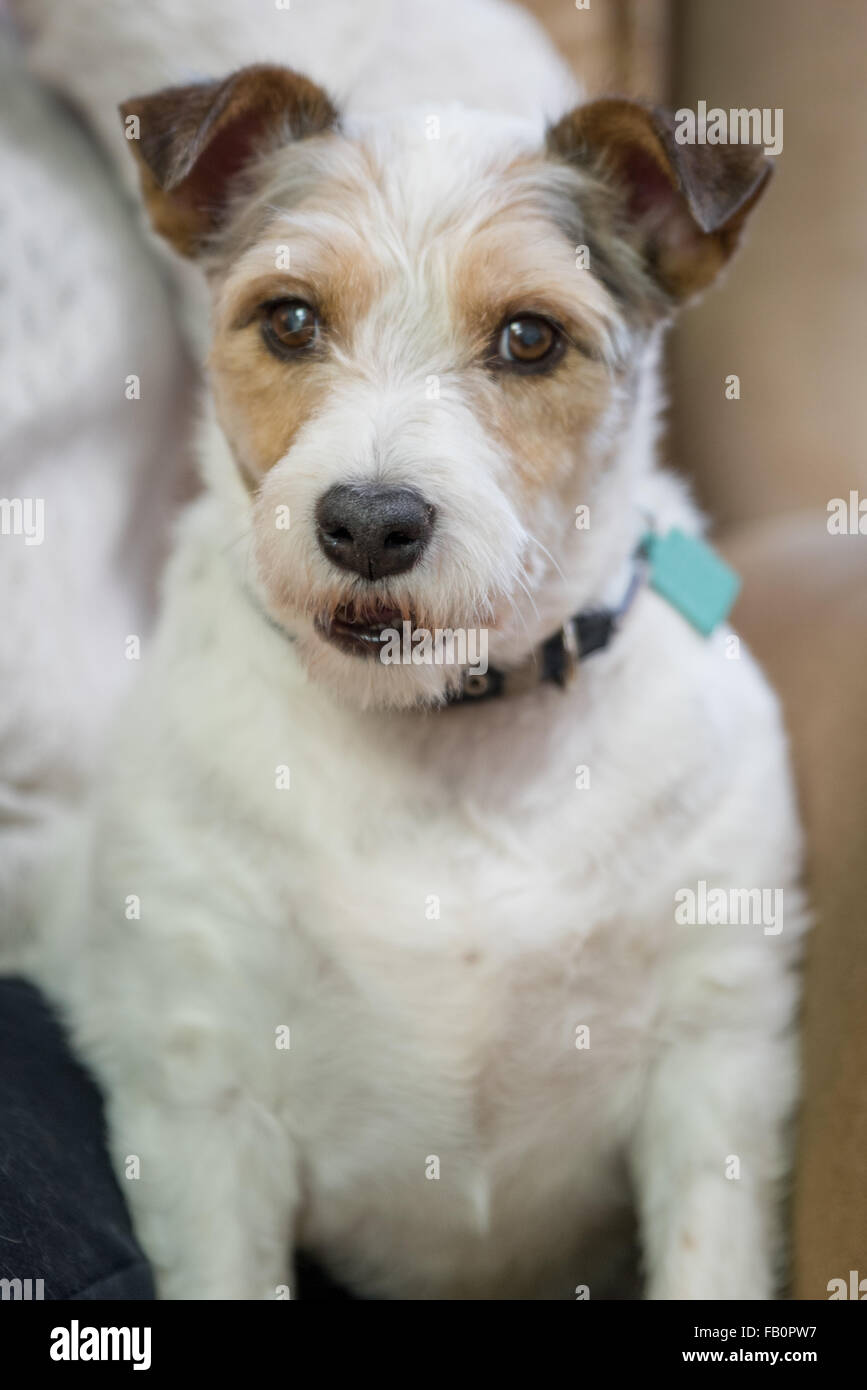 Eine weiße und braune Jack Russell Hund wird viel Aufhebens auf dem Sessel Stockfoto