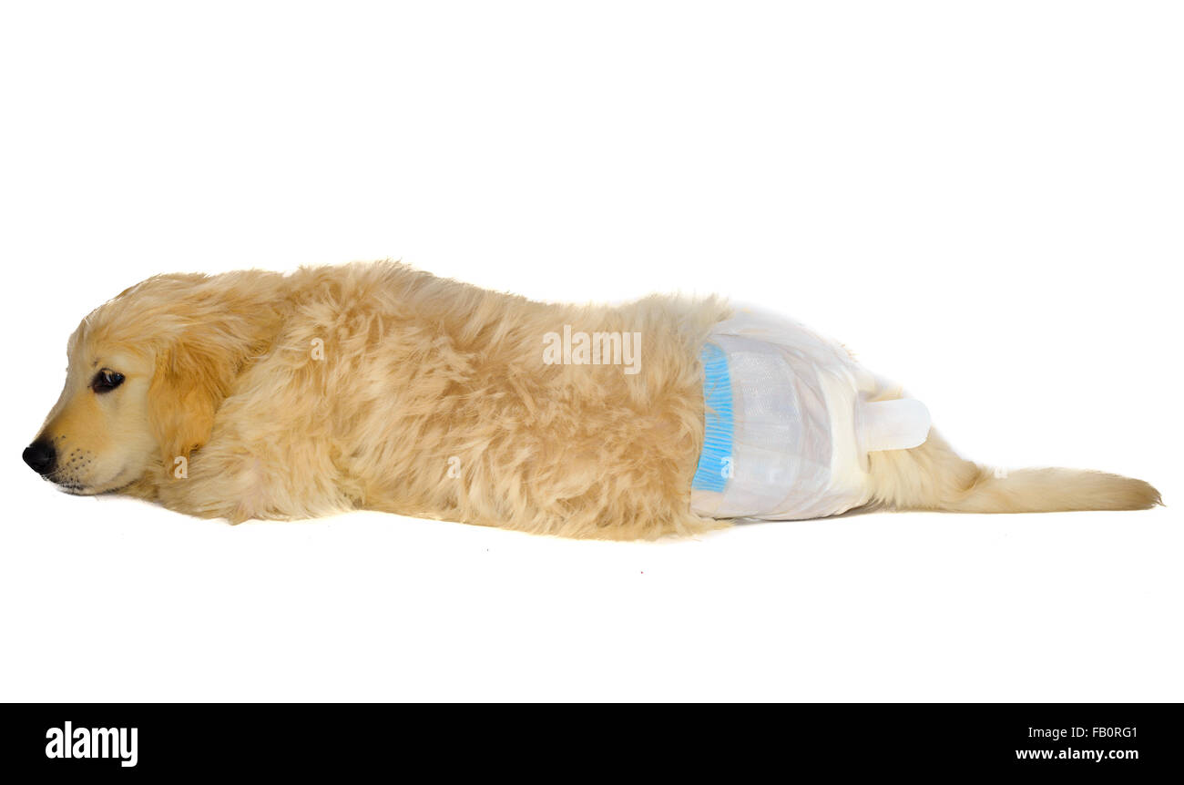 Golden Retriever Welpe Hund Windel schaut. mit schüchtern aussehen. Stockfoto