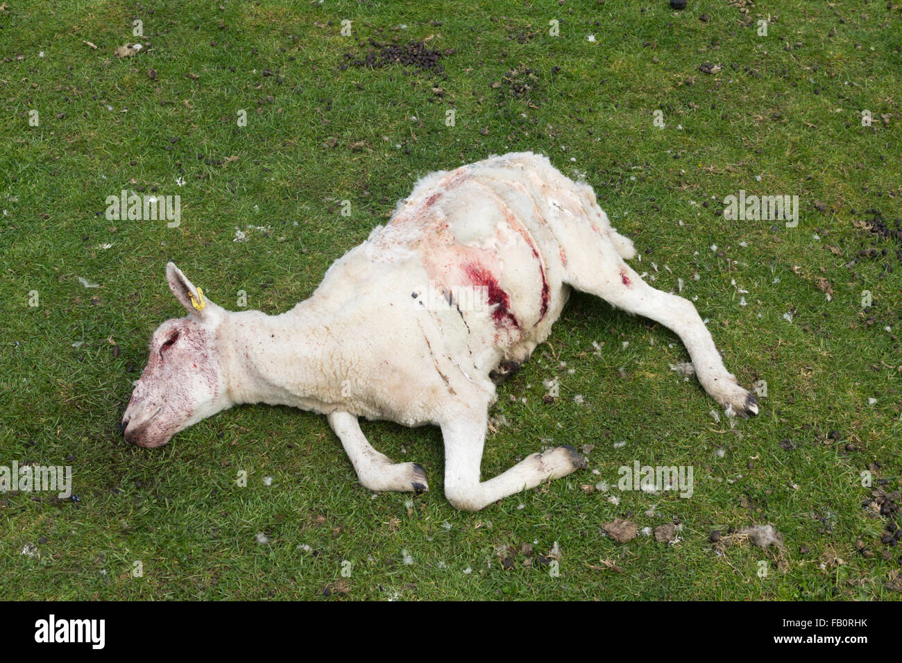 Ein totes Schaf (Ovis Aries) mit erheblichen Verletzungen, entdeckt auf einer hochgelegenen Weiden im Nordwesten Englands. Stockfoto