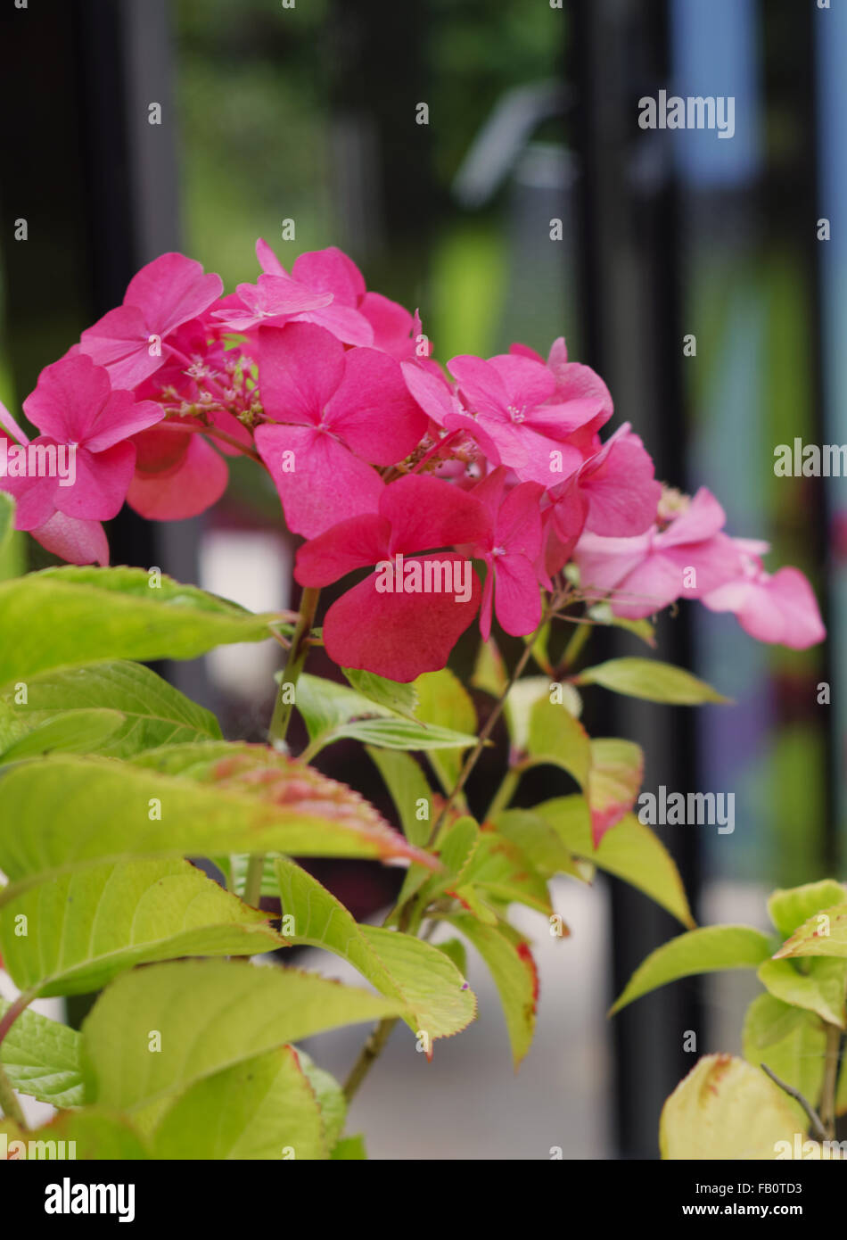 Blumen im Sommer Stockfoto