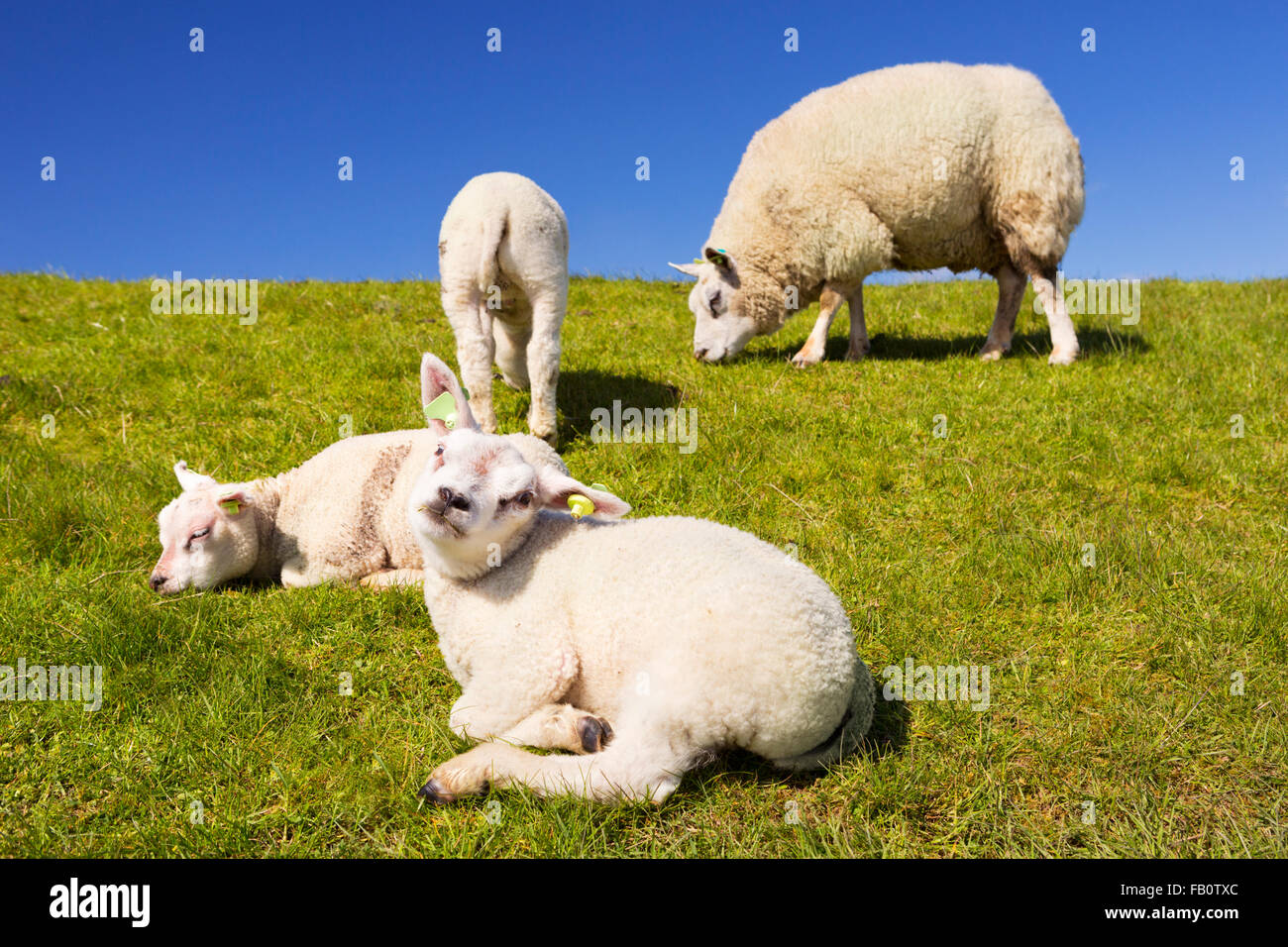 Texel Schafe und Lämmer auf der Wiese auf der Insel Texel in den Niederlanden an einem sonnigen Tag. Stockfoto