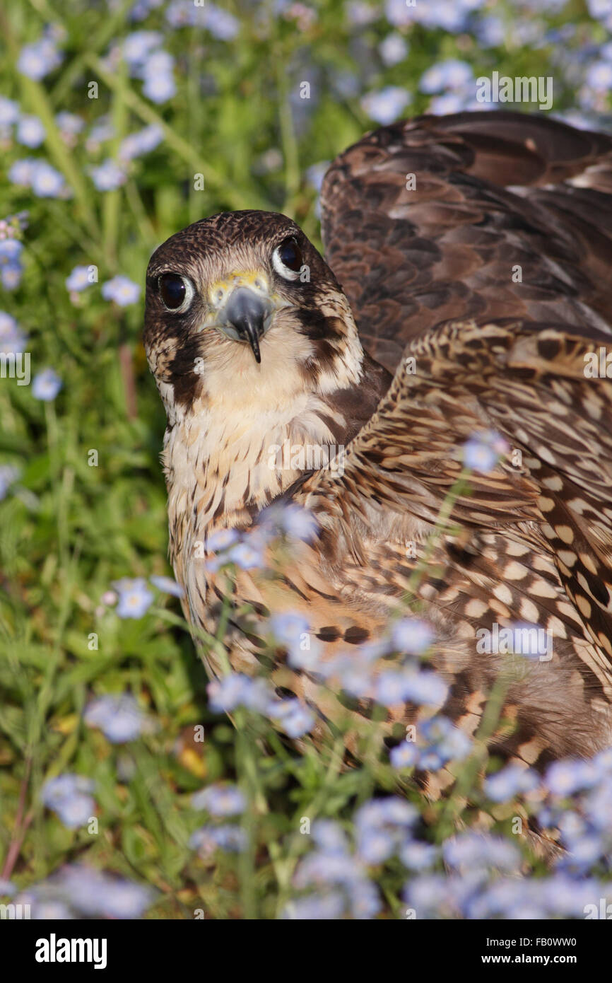 Falcon Falcon (Falco rusticolus x FALCO PEREGRINUS), Sat im Frühling Blumen, Yorkshire, Großbritannien, Juli (von in Gefangenschaft gehaltenen Vögeln) Stockfoto