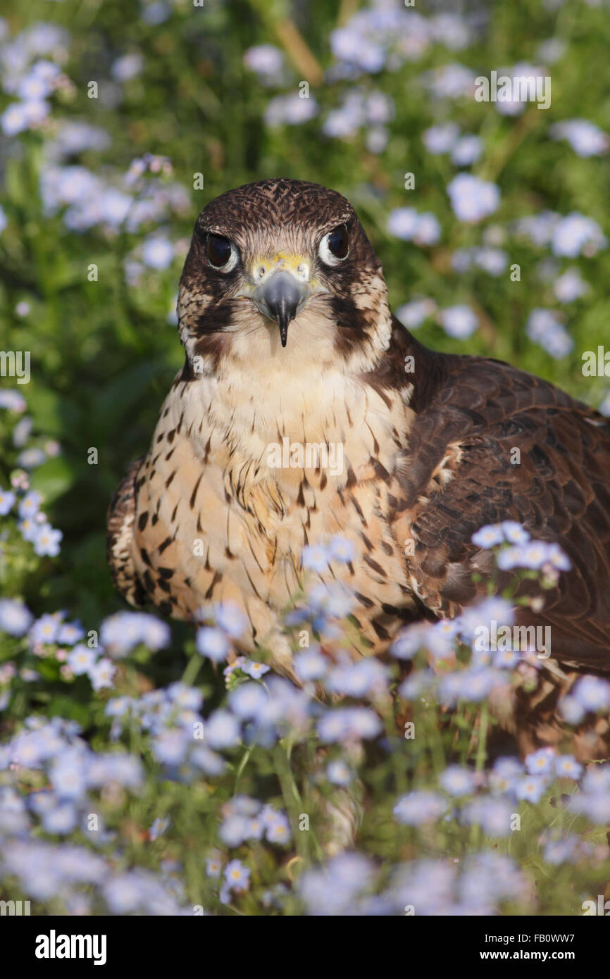 Falcon Falcon (Falco rusticolus x FALCO PEREGRINUS), Sat im Frühling Blumen, Yorkshire, Großbritannien, Juli (von in Gefangenschaft gehaltenen Vögeln) Stockfoto