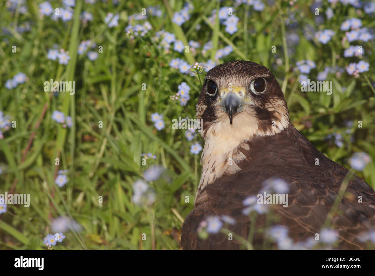 Falcon Falcon (Falco rusticolus x FALCO PEREGRINUS), Sat im Frühling Blumen, Yorkshire, Großbritannien, Juli (von in Gefangenschaft gehaltenen Vögeln) Stockfoto