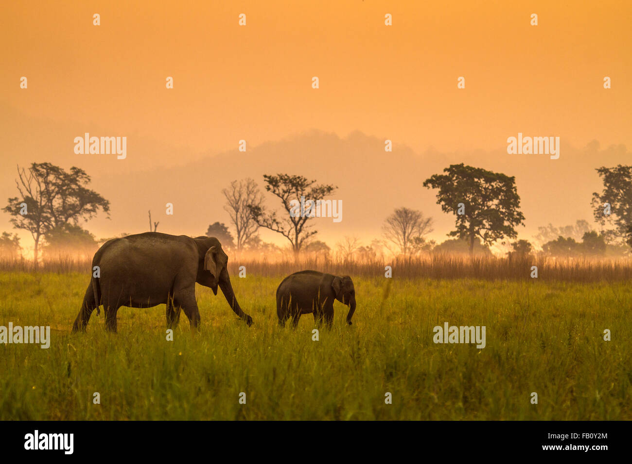 Elefant mit Kalb Stockfoto