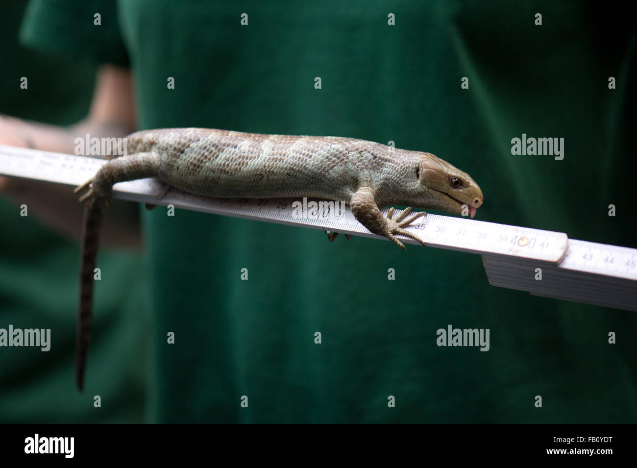 Dresden, Deutschland. 7. Januar 2016. Ein Zebra-Skink klammert sich an eine Messlatte bei der jährlichen Inventur im Zoo in Dresden, Deutschland, 7. Januar 2016. Foto: ARNO BURGI/Dpa/Alamy Live-Nachrichten Stockfoto