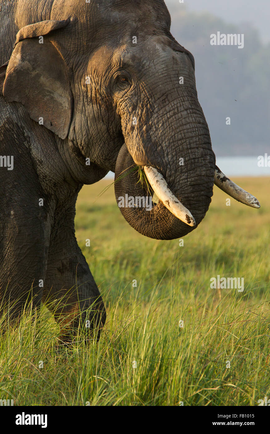 Elefant im Jim Corbett National Park Stockfoto