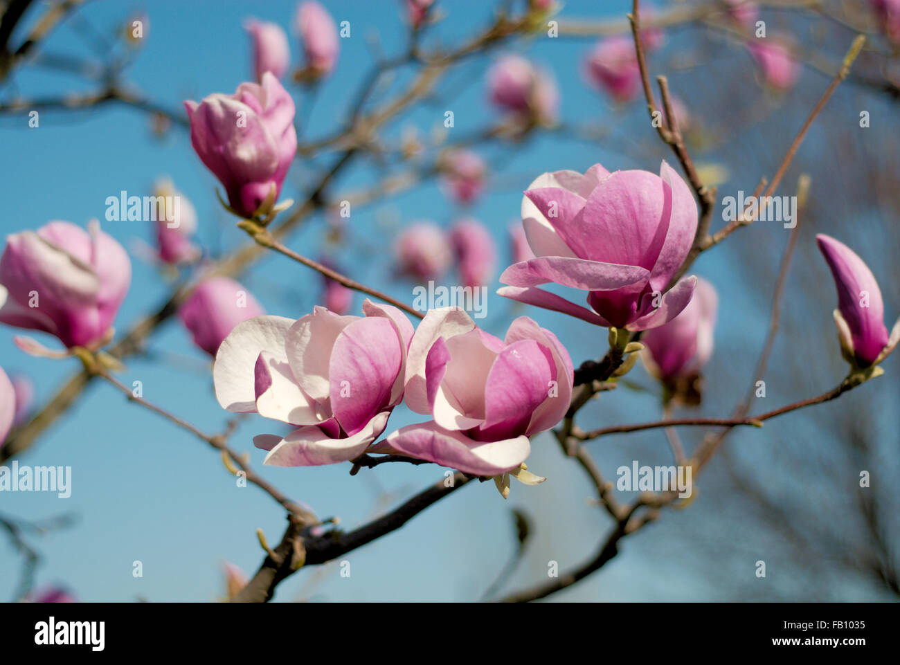 Magnolie Baum Blüte eine schöne Frühlingsblume Stockfoto
