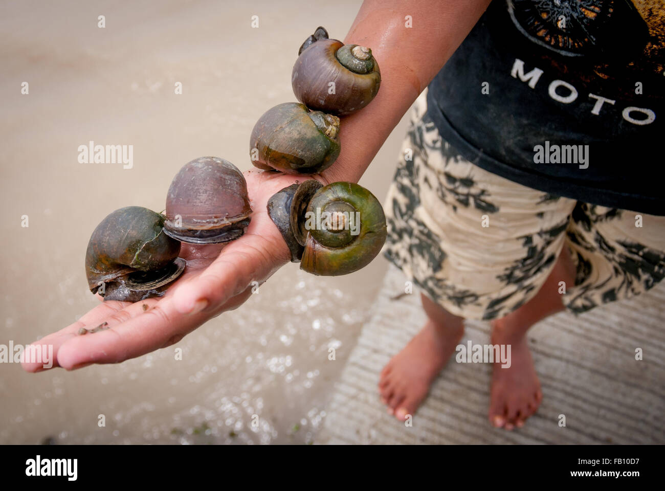 Ein Kind, das seinen Fang zeigt: Süßwasserschnecken. Stockfoto