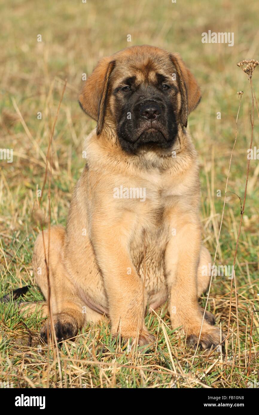 Old English Mastiff Welpen sitzen Stockfoto