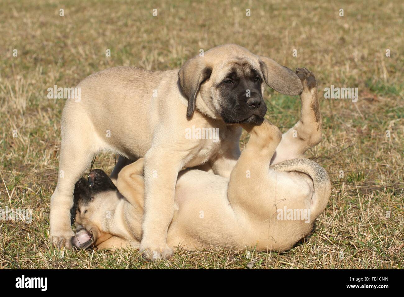 Old English Mastiff Welpen Stockfoto