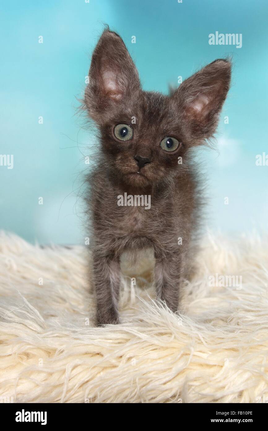 LaPerm Kitten Stockfoto