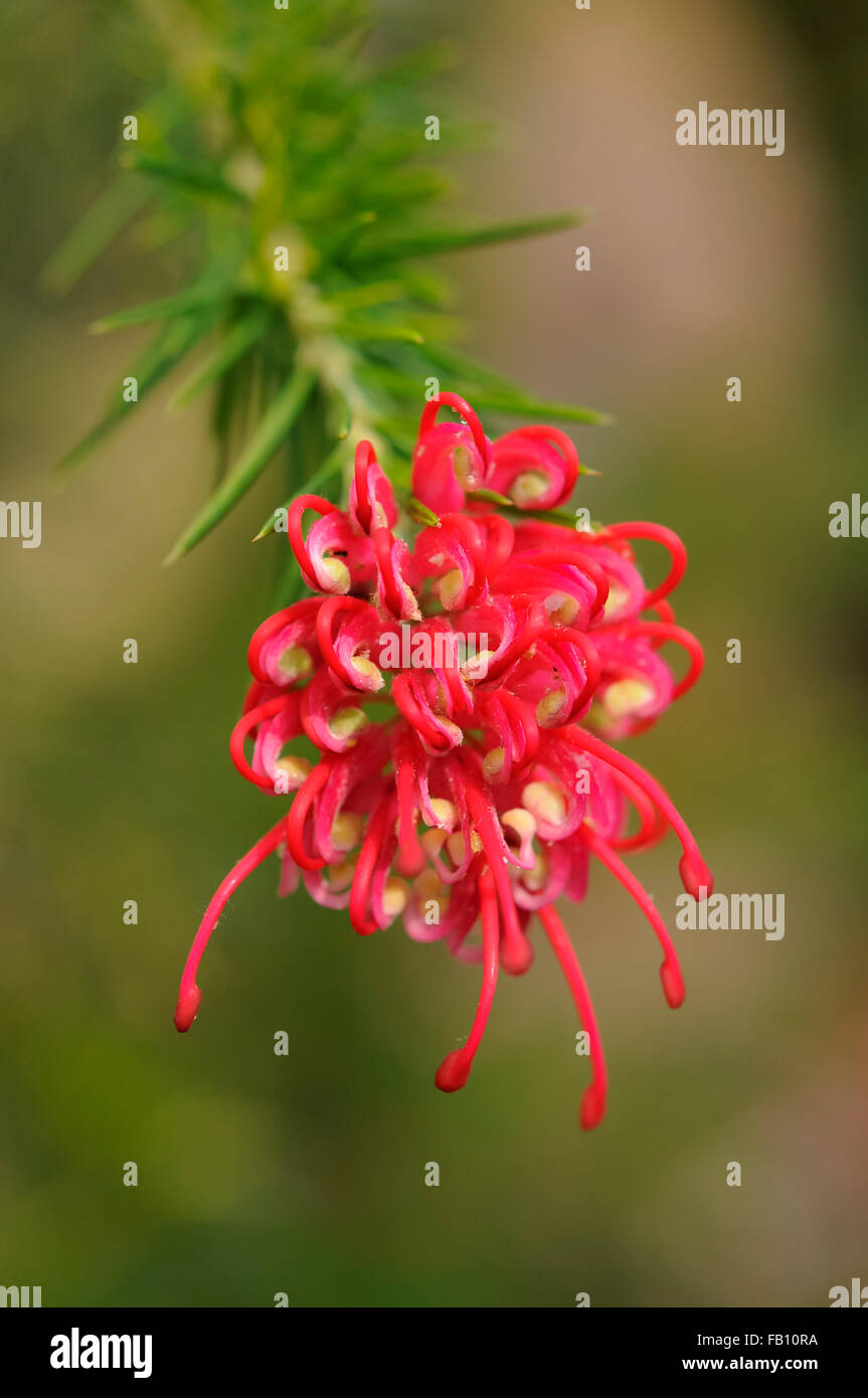 Nahaufnahme von roten Grevillea in Blüte mit weichen grünen Hintergrund. Stockfoto